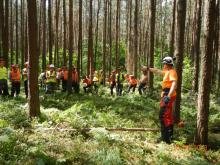Szkolenie z zasad bezpiecznej ścinki drzew